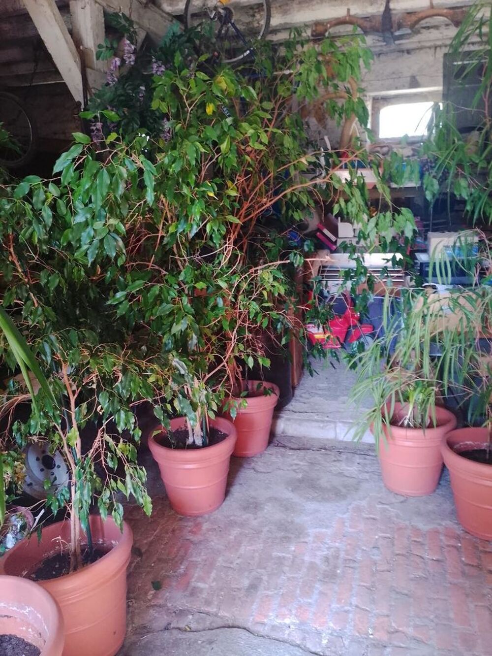 un ficus tout tailles Jardin