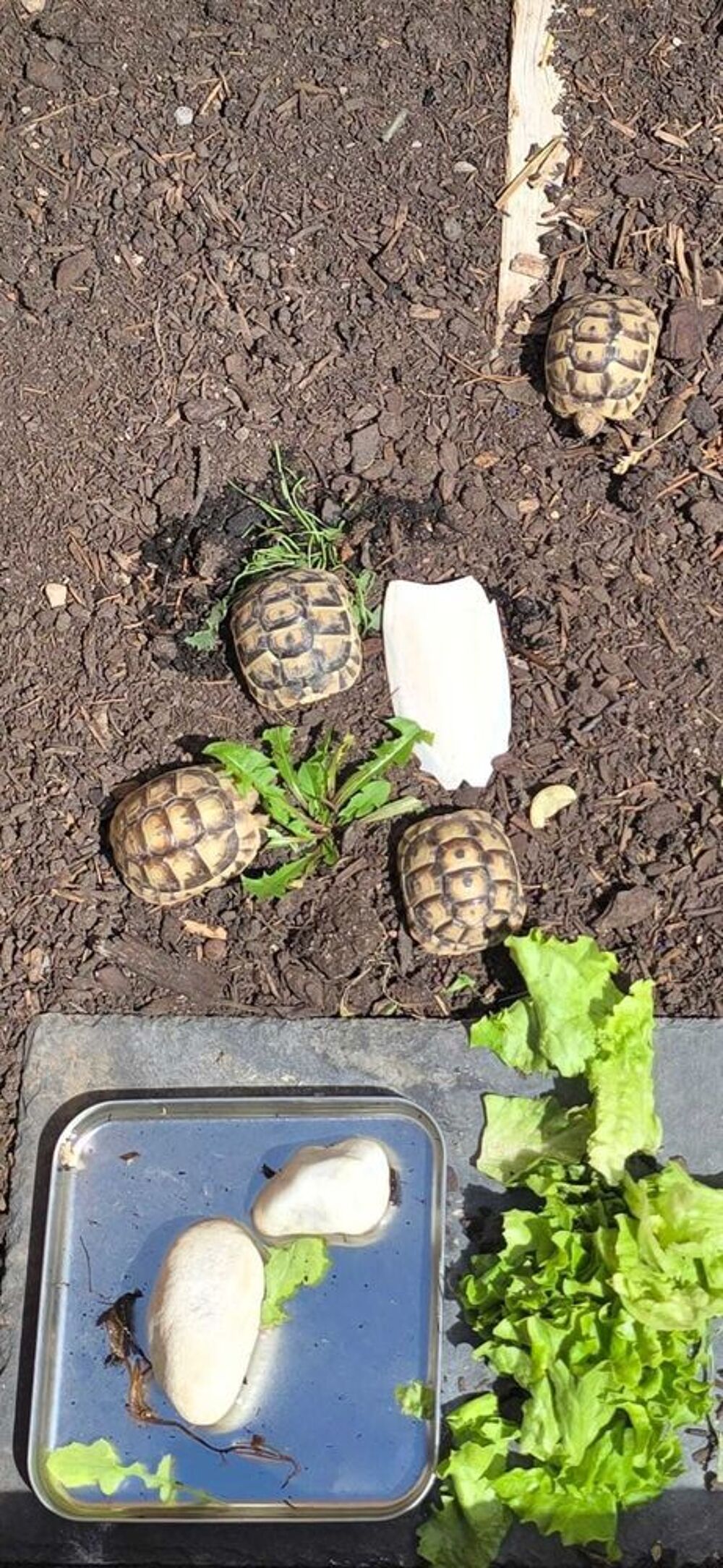 Tortues juv&eacute;niles disponibles Jardin