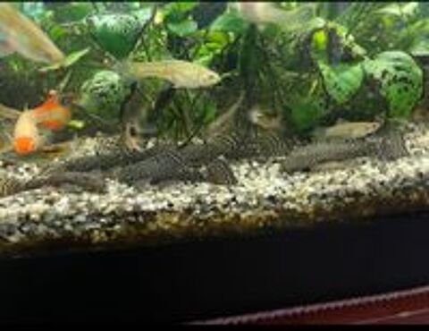   d'ancistrus 