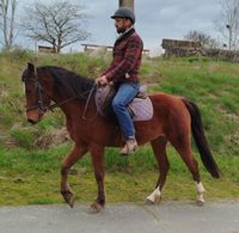   Nuge, Poney OC de 3 ans 
