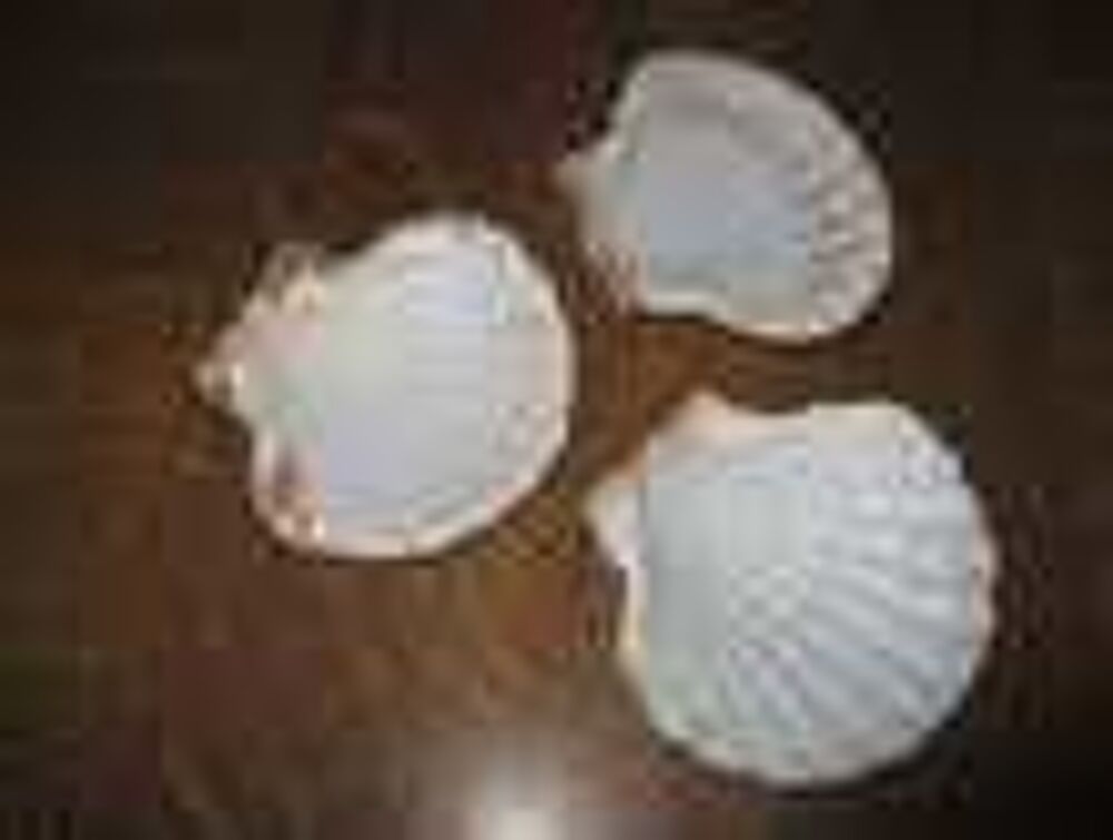 Tr&egrave;s grandes coquilles saint jacques Décoration
