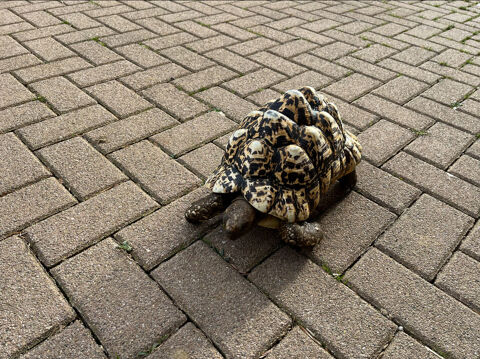 Couple de tortues Pardalis 90100 Delle