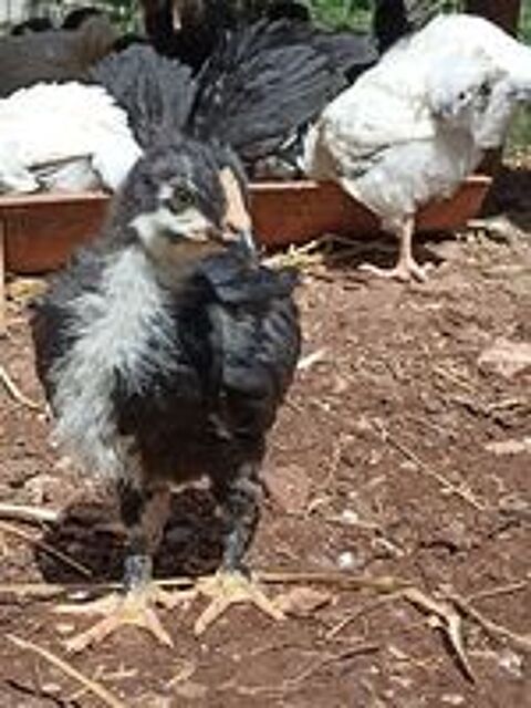   Poussins de 1,5 mois 