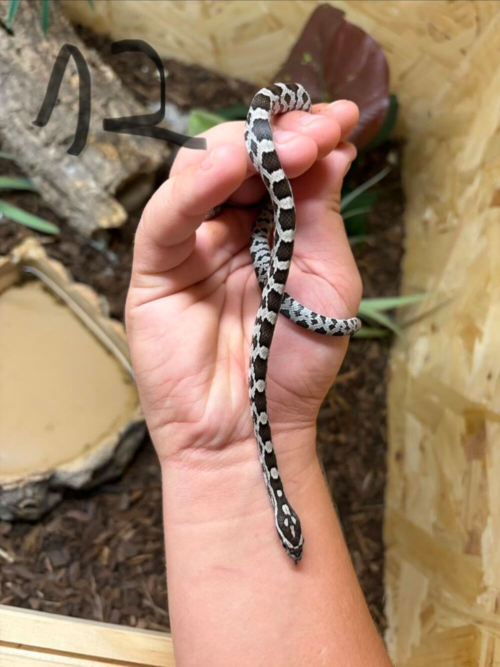   Jeunes Pantherophis guttatus ? Amel, Anery, Caramel, Classiq 