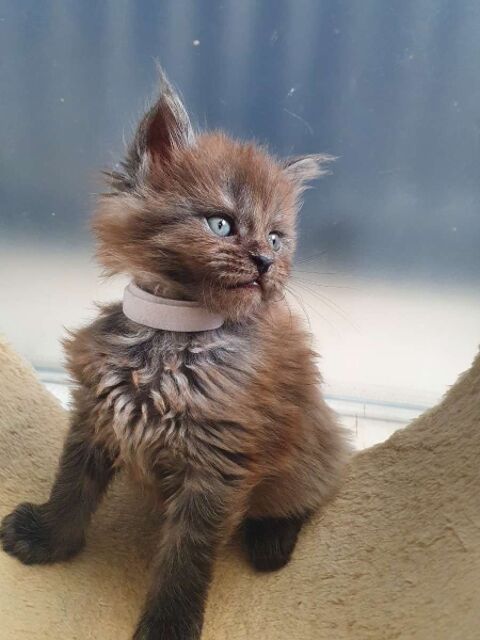 chatons Maine Coon LOOF, élevage des Elfes de Pion 1100 03250 Le mayet-de-montagne