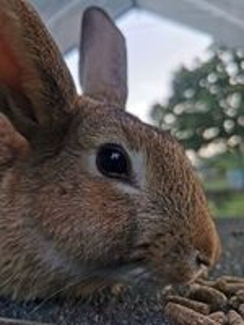   NAOS, magnifique lapin Rex  adopter via l'association UMA 
