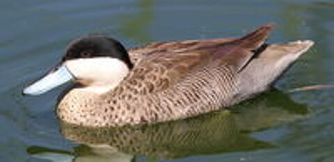   RARE Sarcelle PUNA canards d'ornements 