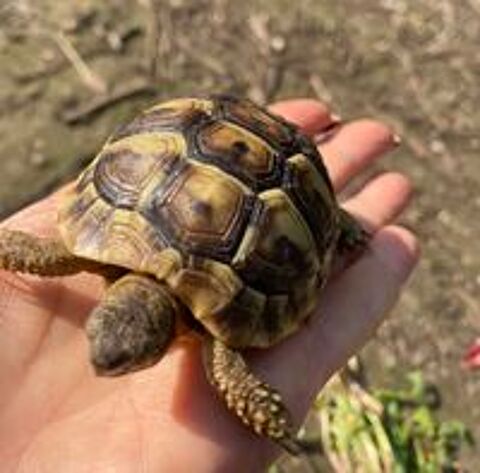   Tortue de terre  