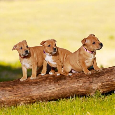 Magnifiques chiot staffie, staffy lof 1200 86000 Poitiers