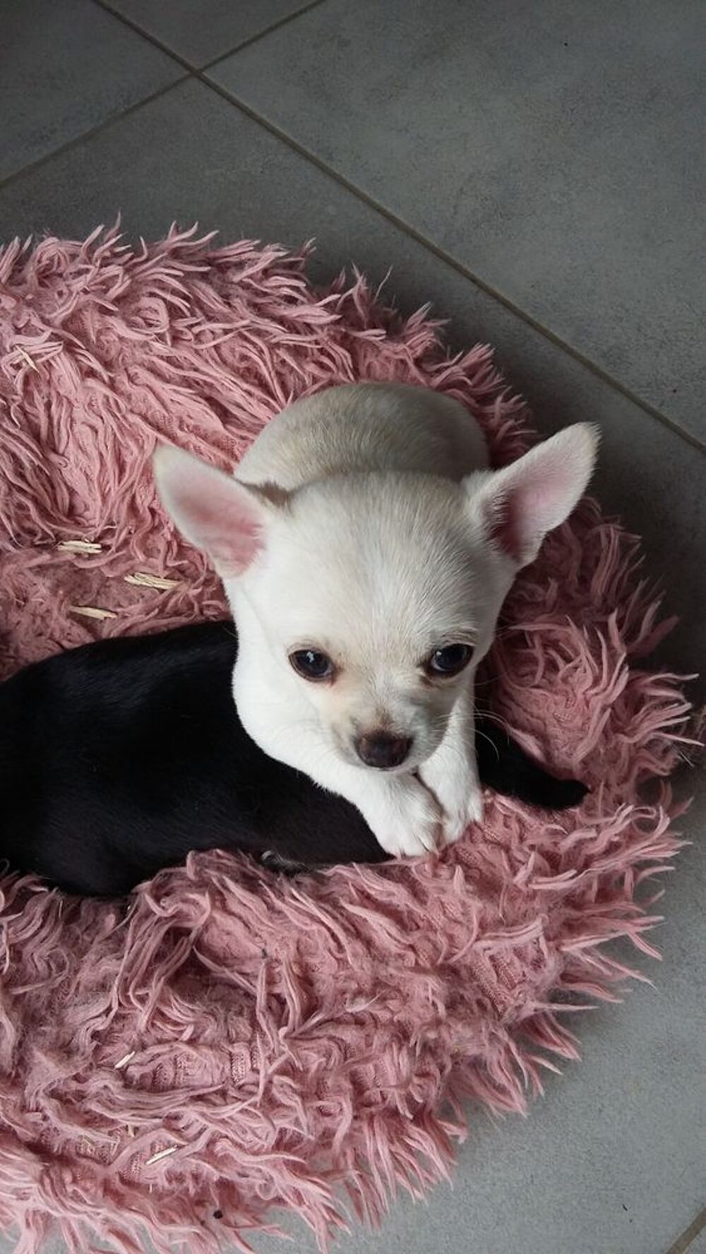   Chihuahua blanc poils longs 