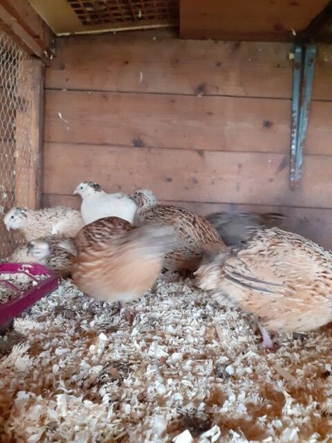 lots de mâles caille du japon 3 27400 Canappeville