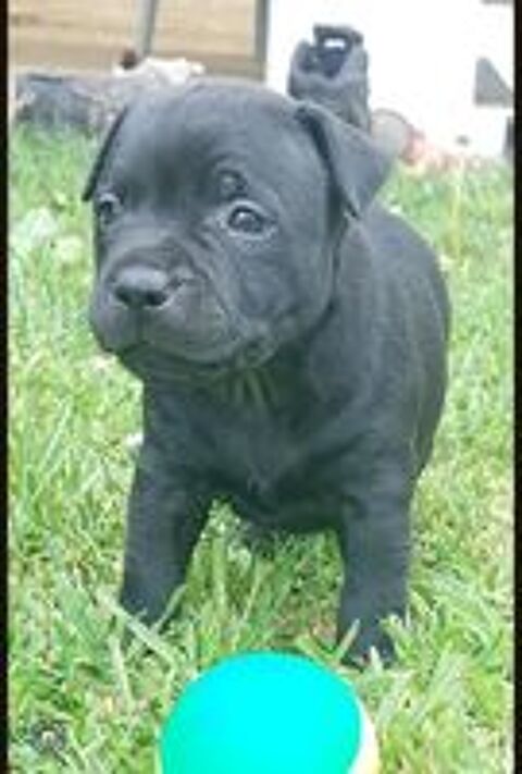   A réserver 2  chiots staffie LOFES 