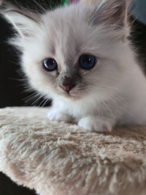 Adorable birmans à réserver 1000 80290 Fourcigny