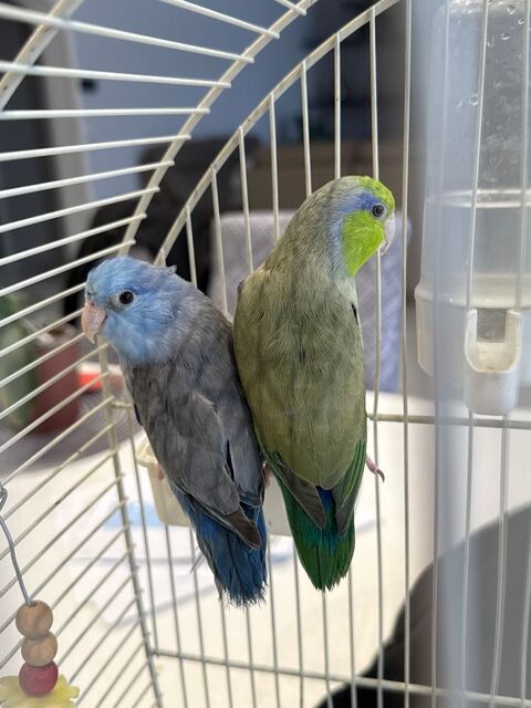 Touis c&eacute;leste m&acirc;le 1 an  50 93600 Aulnay-sous-bois