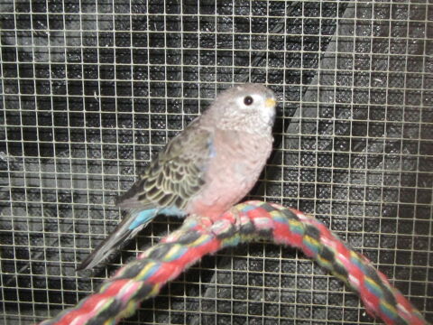 Perruches de BOURKE 45 28100 Dreux