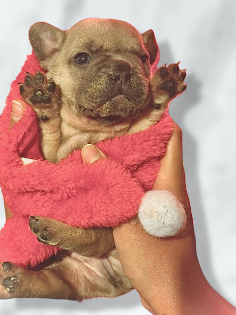 Disponible chiots Bouledogue français  1500 91100 Corbeil-essonnes