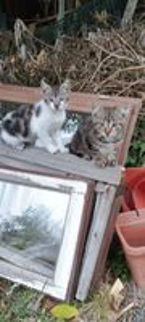   Chatons à donner 