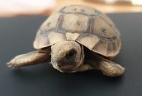   bébés tortue grecque 