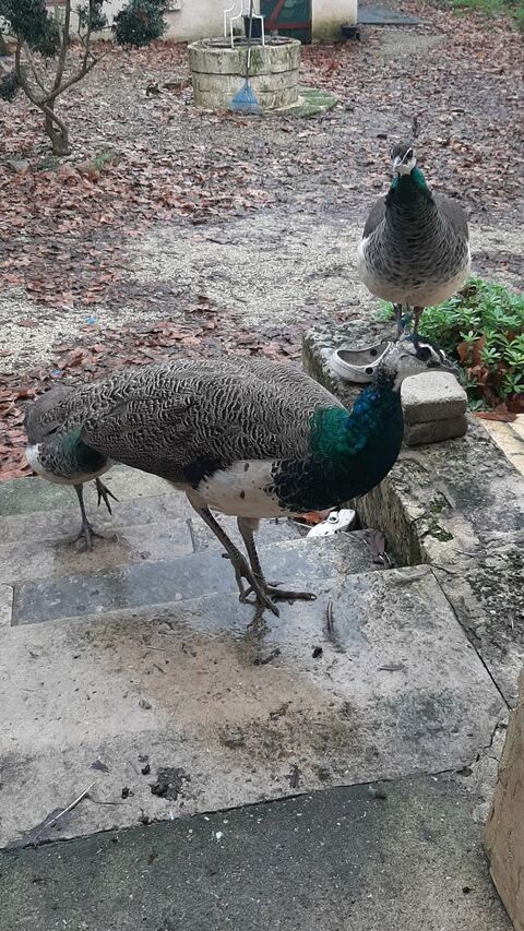 Paons  , 90 16140 Aigre