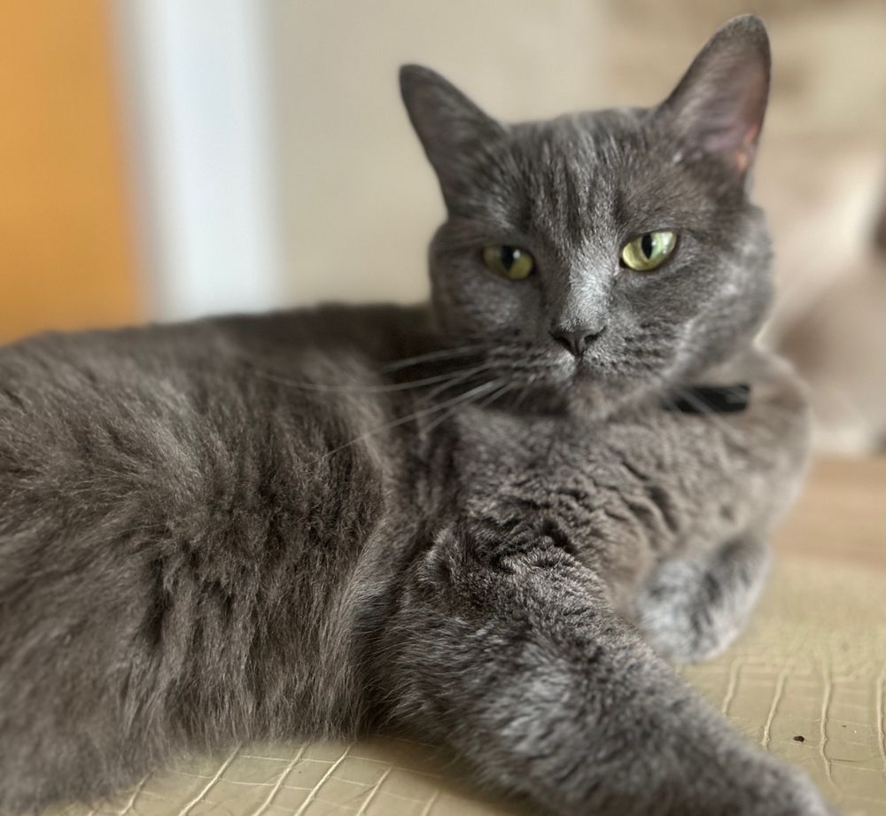   Violette, une boule d'amour en quête de présence 