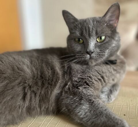 Violette, une boule d'amour en qu&ecirc;te de pr&eacute;sence 0 34530 Montagnac