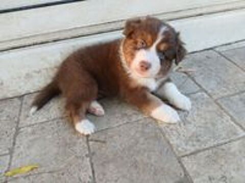   chiots bergers australiens LOF 