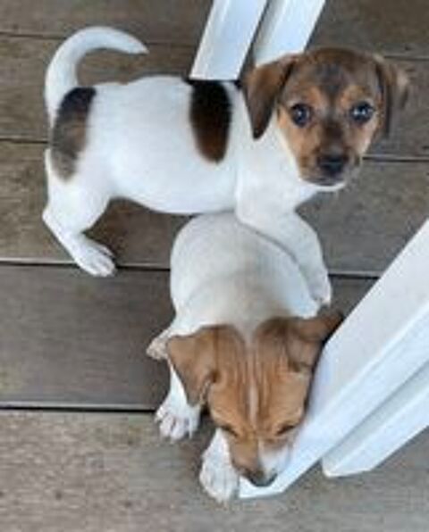   jack russel 