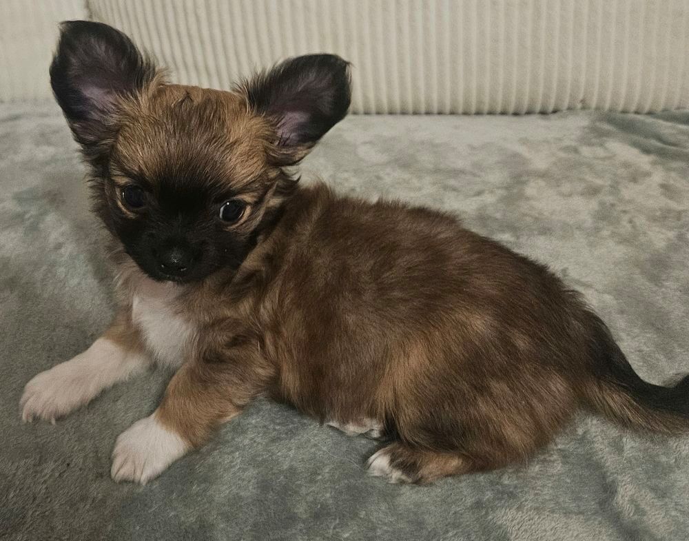   Chihuahua  