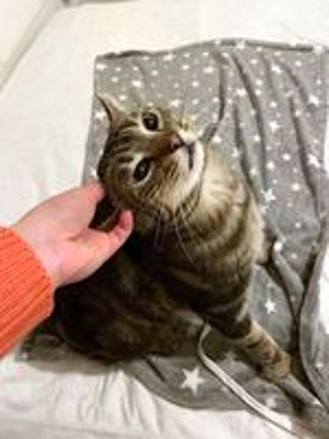   PUNCHY, magnifique chat tigr  adopter via l'association UMA  