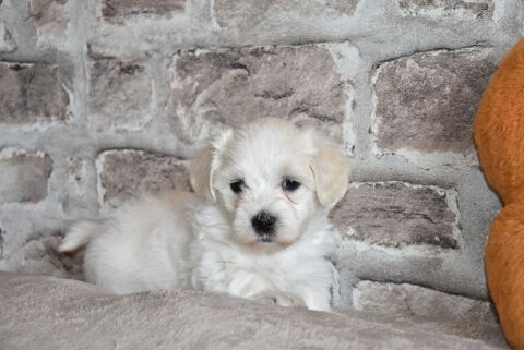A R&Eacute;SERVER CHIOTS BICHON MALTAIS NON LOF  890 62116 Puisieux