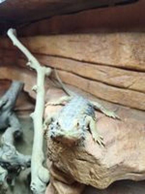   Pogona  