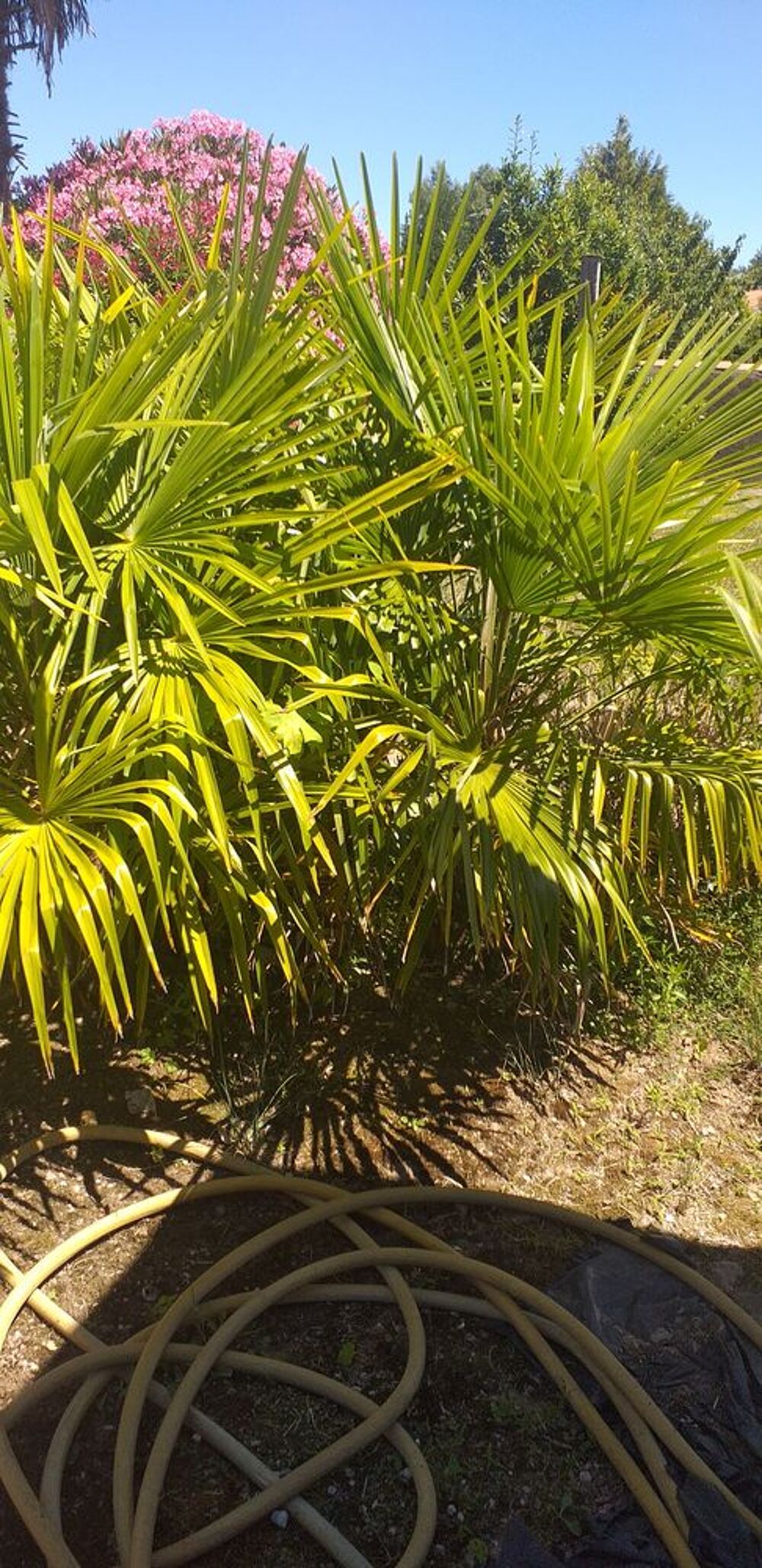 Palmiers 
Jardin
