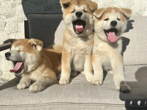 Chiots AKITA INU LOF 1600 44450 La chapelle-basse-mer
