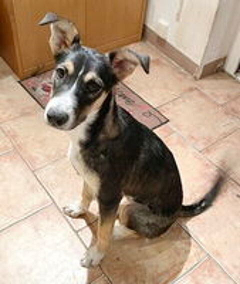   Okami est à l'adoption! 