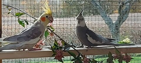 OU ECHANGE CALOPSITTE 40 01310 Saint-r�my