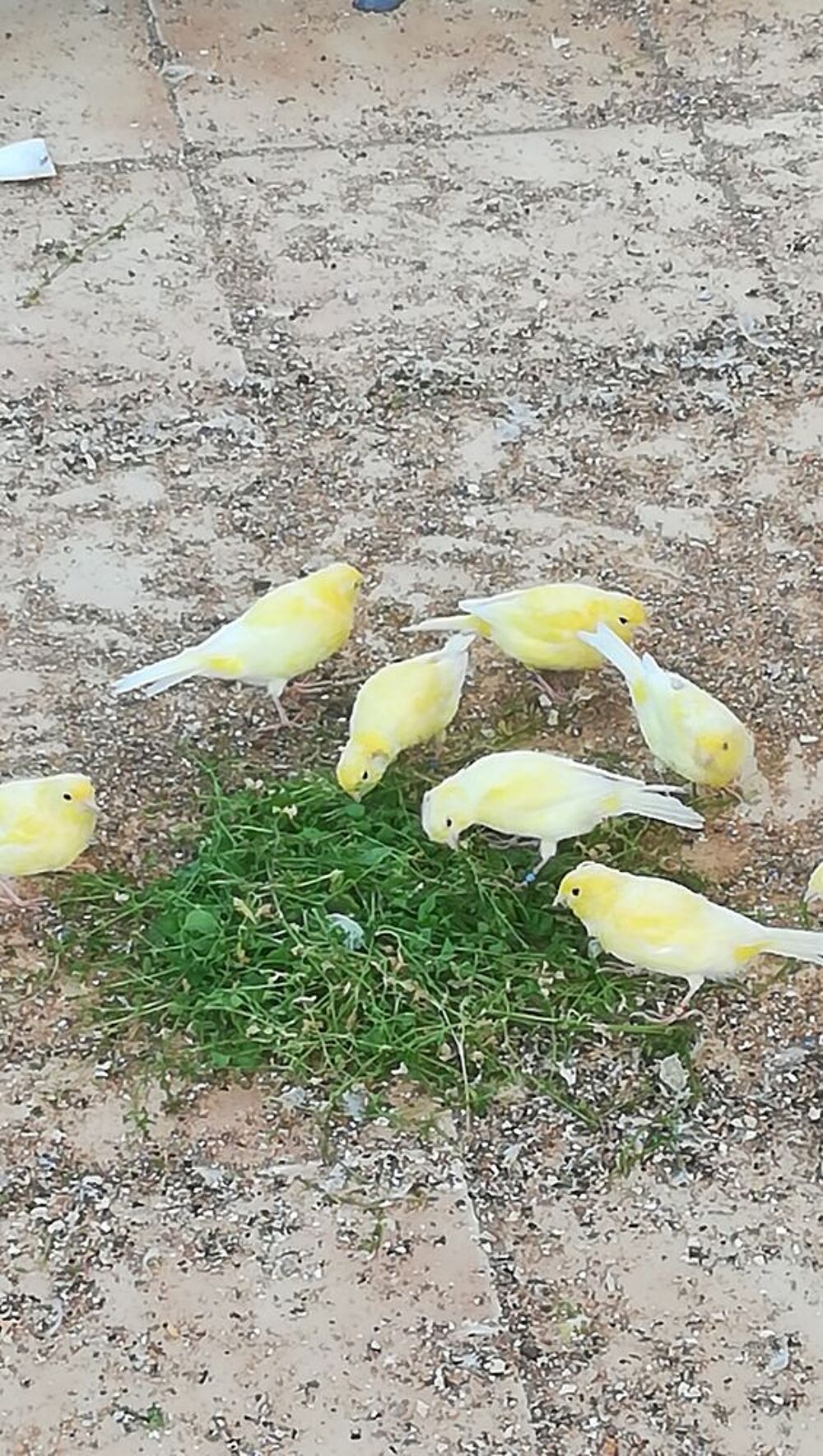   Canaris Harz 