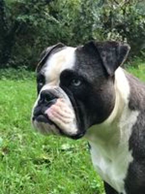   Chiots Old English Bulldog 