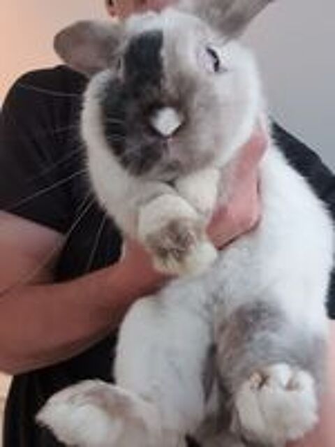   Bonjour, donne lapin nain + enclos neuf (gratuit) 