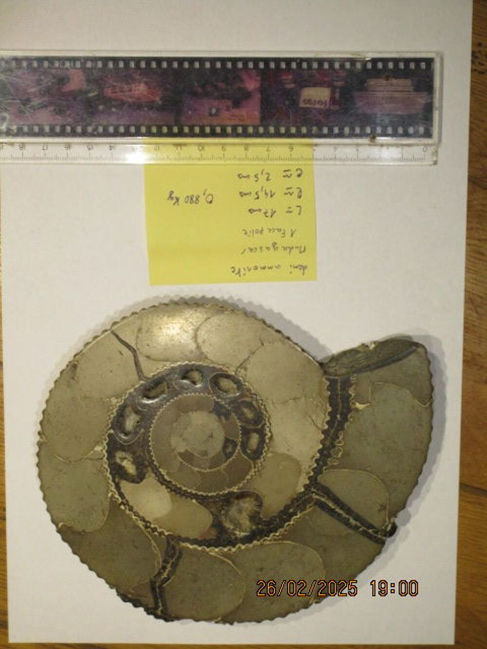 Demi Ammonites de Madagascar 