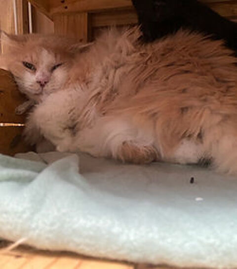 Carpette 200 26700 Pierrelatte