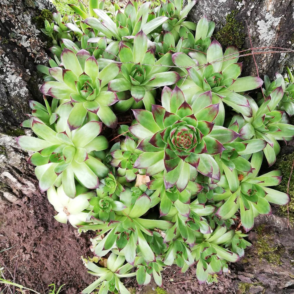 plantes joubarbe des toits Jardin