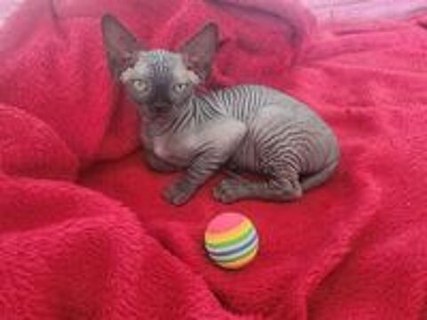   Chatons Sphynx Hairless Loof 