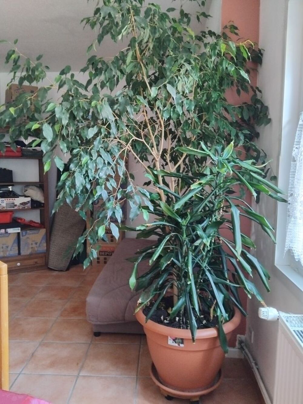 Plantes interieures Jardin