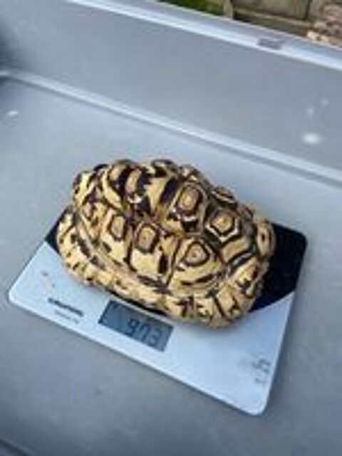   Tortue Pardalis  