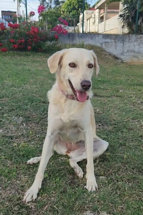 Suzie la belle et douce louloute 350 76480 Duclair