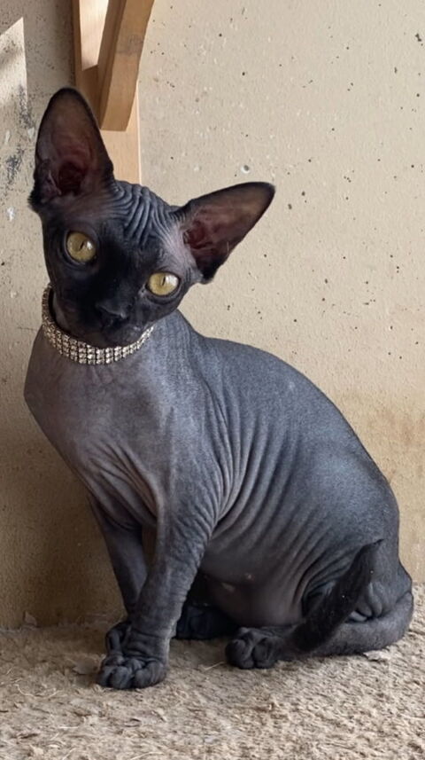 Jolie Sphynx femelle 1400 83500 La seyne-sur-mer