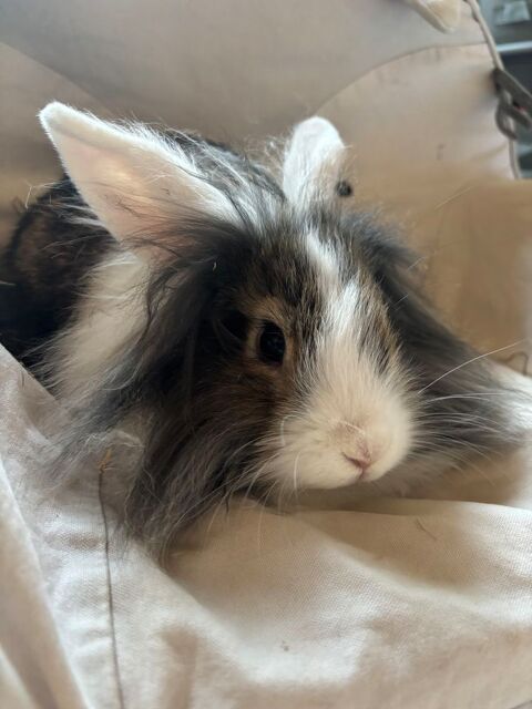 Bébés lapins nains croisés minilop bélier 30 38370 Les roches-de-condrieu