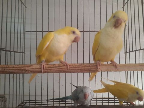 Perruches Conures Souris 2025 élevés par parents 160 82710 Bressols