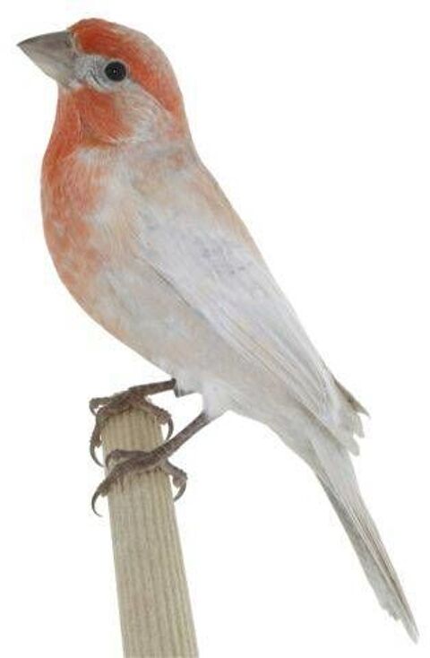 roselin du Mexique opale 60 33240 Saint-andr-de-cubzac