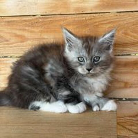   🐾✨ Maine Coon LOOF – Polydactyles – Gros gabarit 🦁 – Tests R.A.S 🧬 – Prestigieuses origines ✨ 